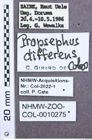 Etikette zu Propsephus differens (NHMW-ZOO-COL-0010275)